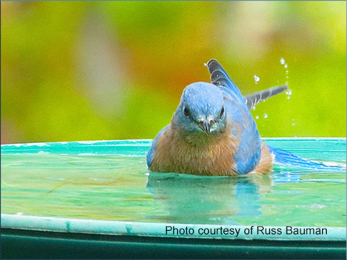 bluebird-in-pool