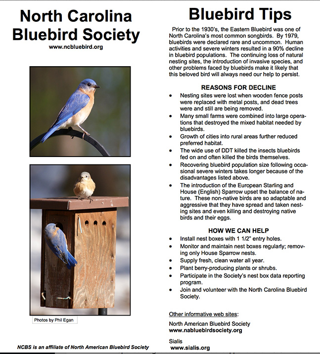 bluebird-tips