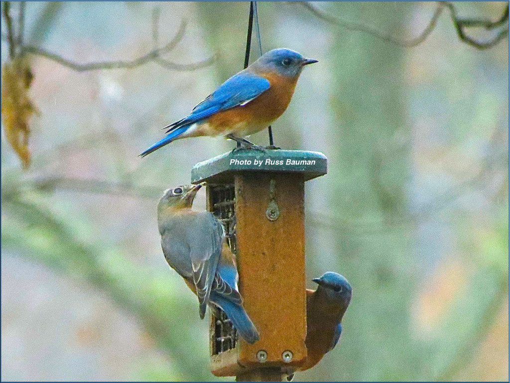 bluebird-food