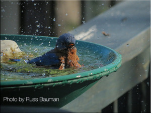 cute bluebird splashing